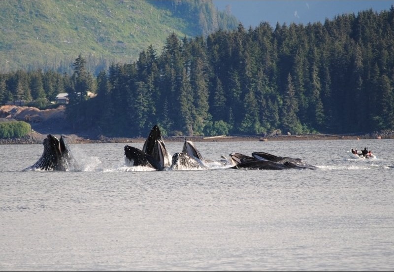 Lystravel-du-lich-Alaska-Auke-Bay-habor-Juneau-whales