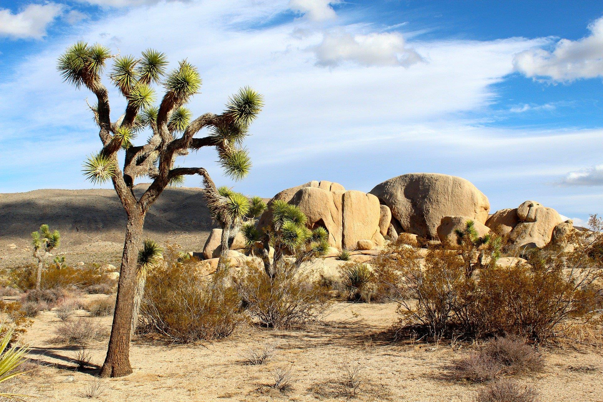 Lystravel-Los-Angeles-Mojave-National-Preserve
