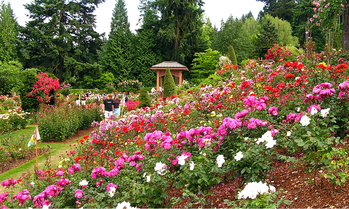 Lystravel-USA-Portland-Ogeron-rose-garden
