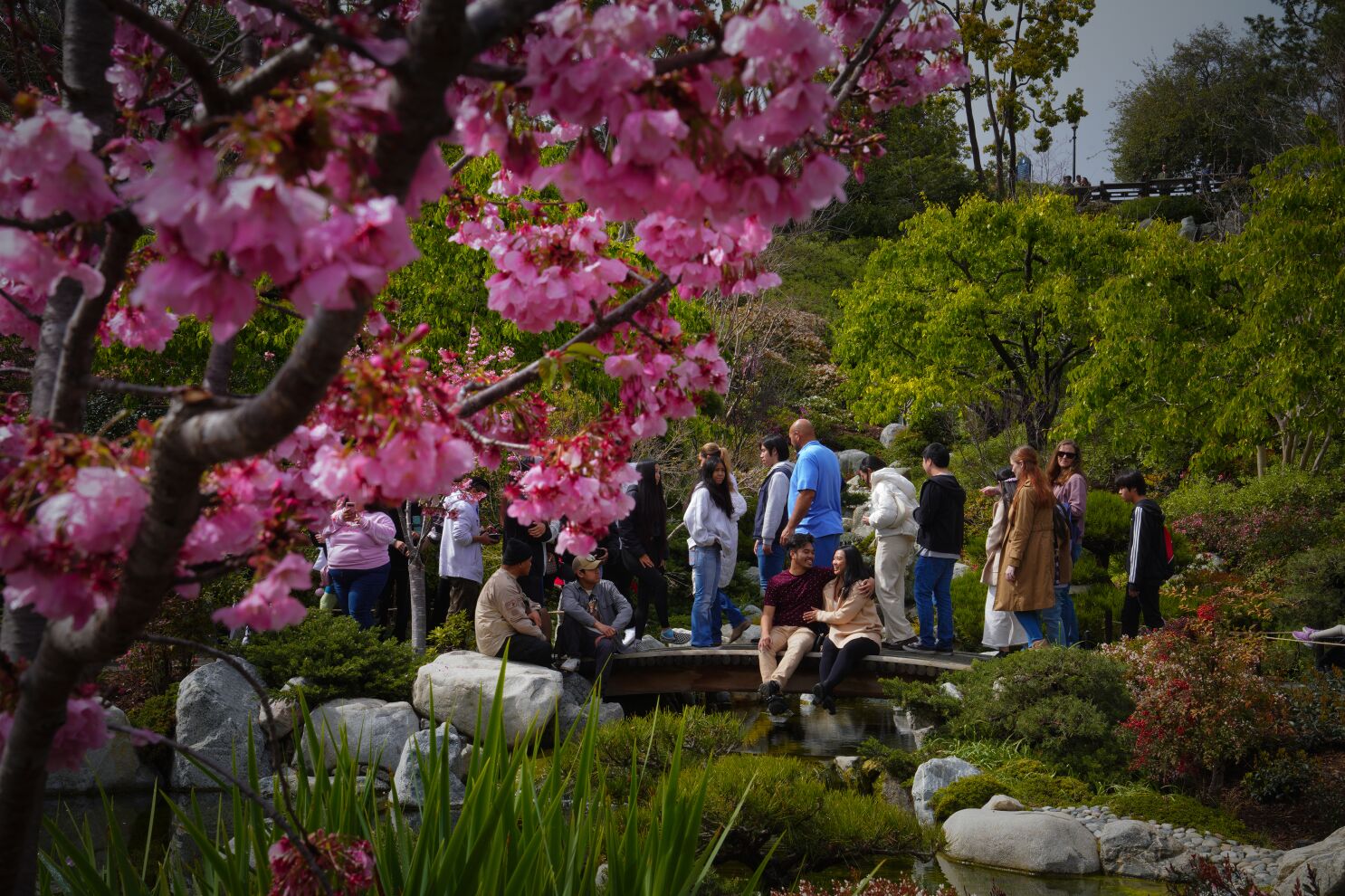 San Diego, CA - March 11: At the Cherry Blossom Festival held at Japanese Friendship Garden on Saturday, March 11, 2023 in San Diego, CA., Darryl Obdianela and Laura Obdianela (seated up front) took time to sit and enjoy the cherry blossoms. (Nelvin C. Cepeda / The San Diego Union-Tribune)